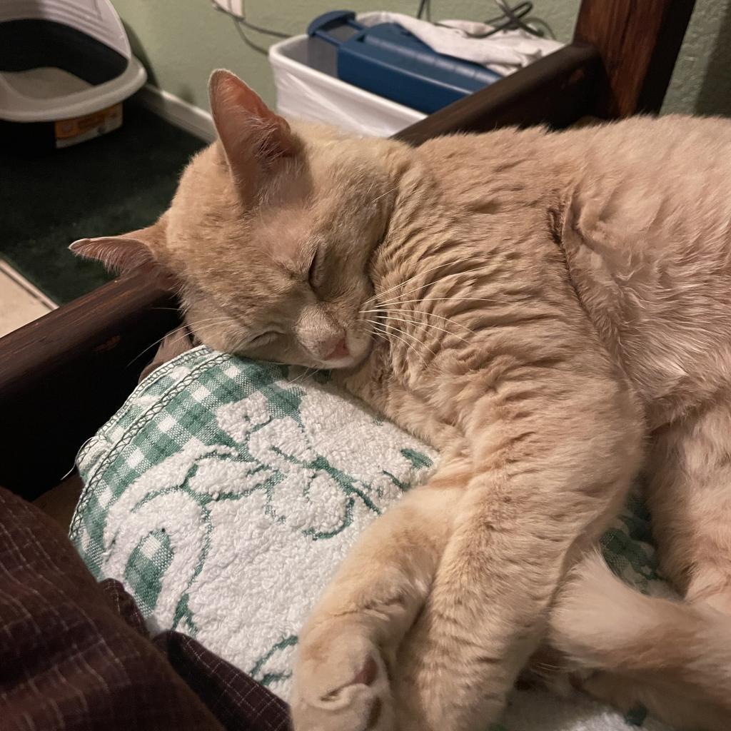Biscuit (Cotton), an adoptable Domestic Short Hair in Santa Barbara, CA, 93111 | Photo Image 4