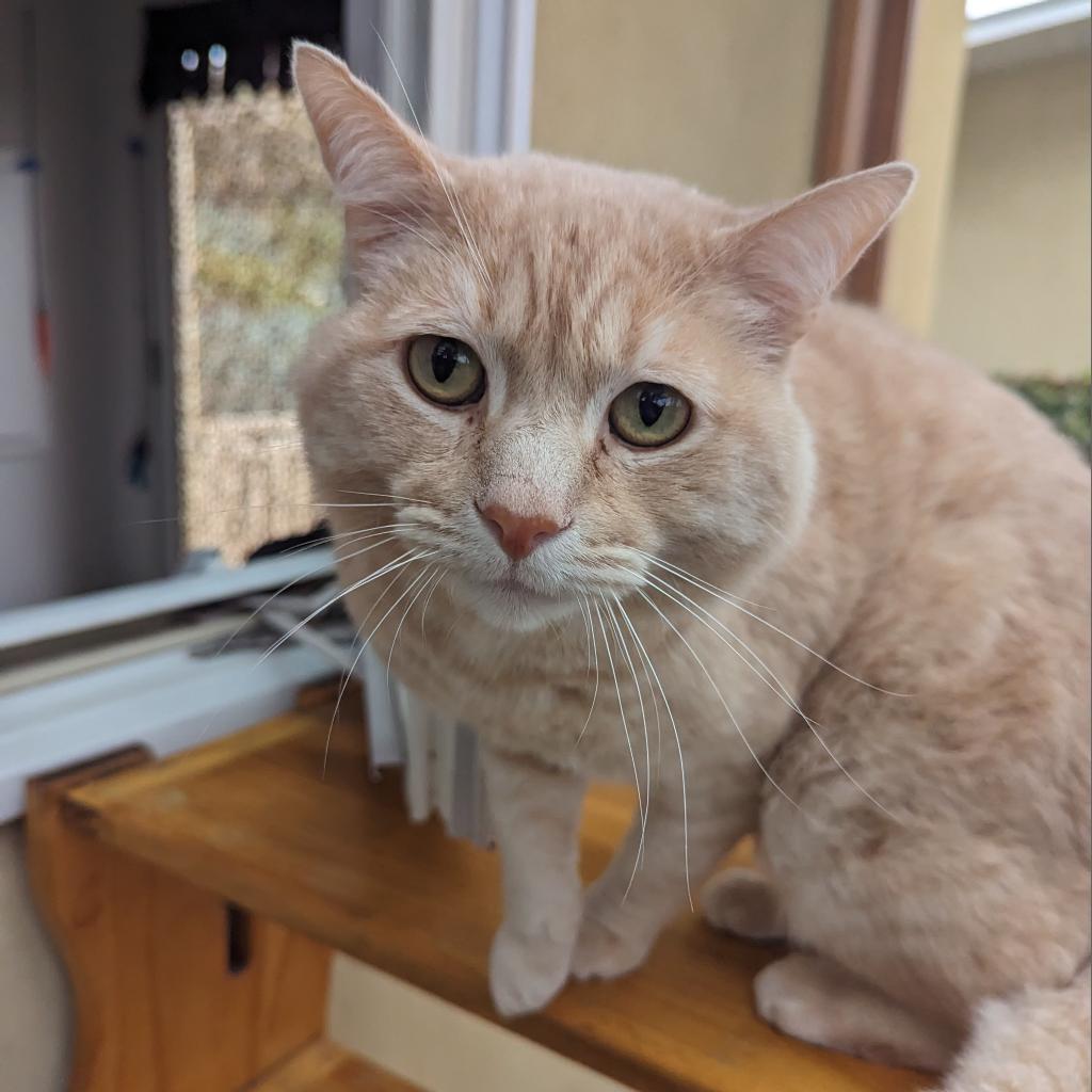 Biscuit (Cotton), an adoptable Domestic Short Hair in Santa Barbara, CA, 93111 | Photo Image 6