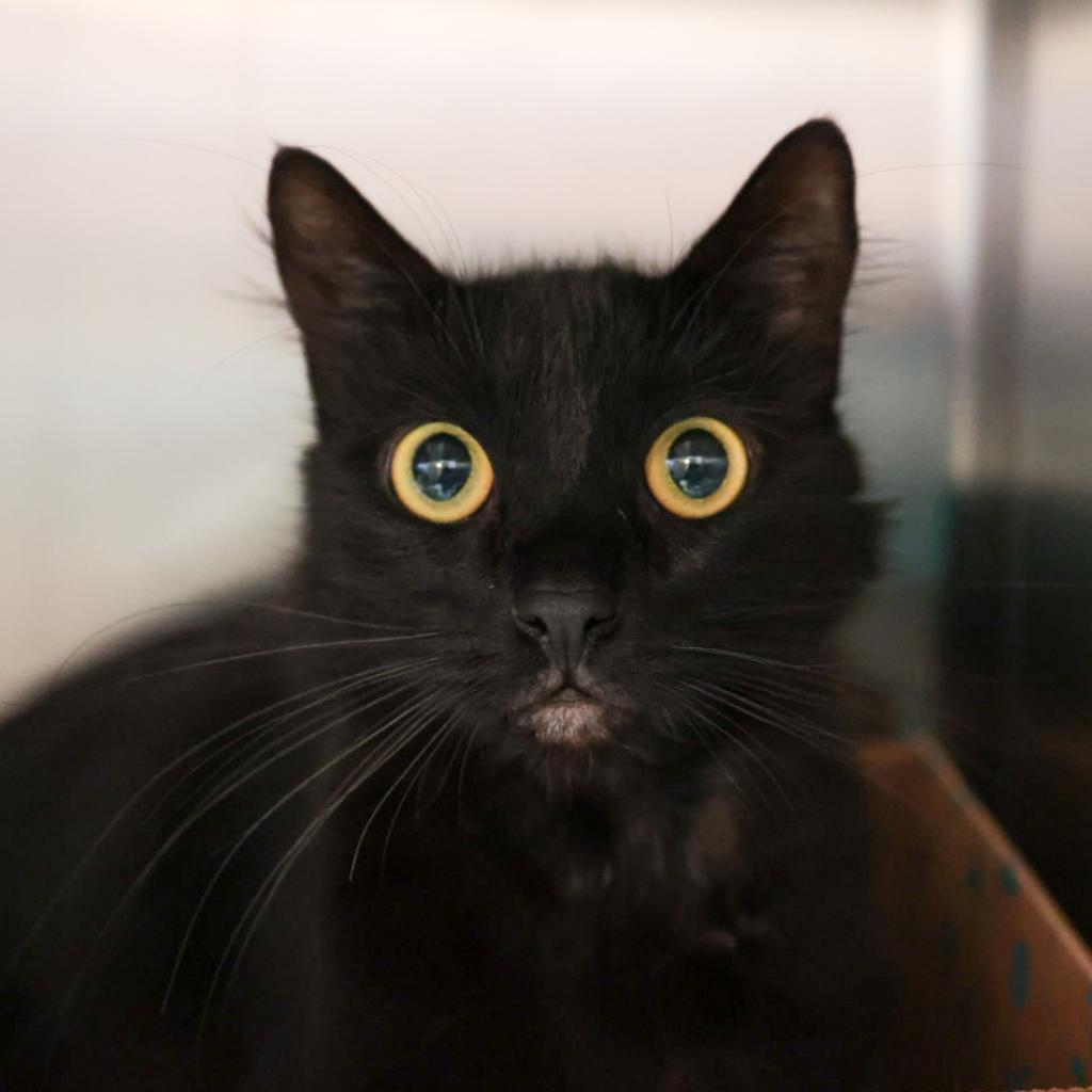 Binx, an adoptable Domestic Long Hair in Santa Barbara, CA, 93111 | Photo Image 1