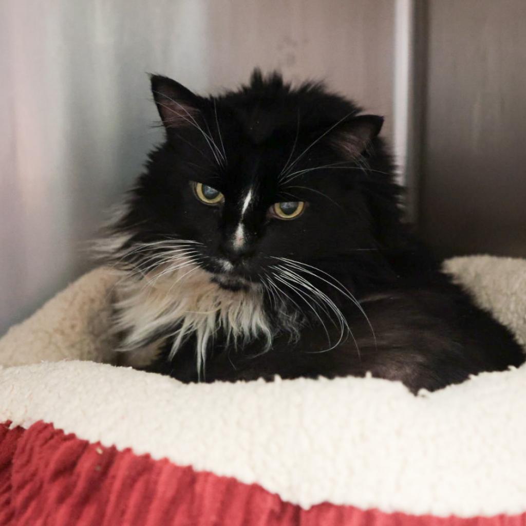 Pepe, an adoptable Domestic Long Hair in Santa Barbara, CA, 93111 | Photo Image 1