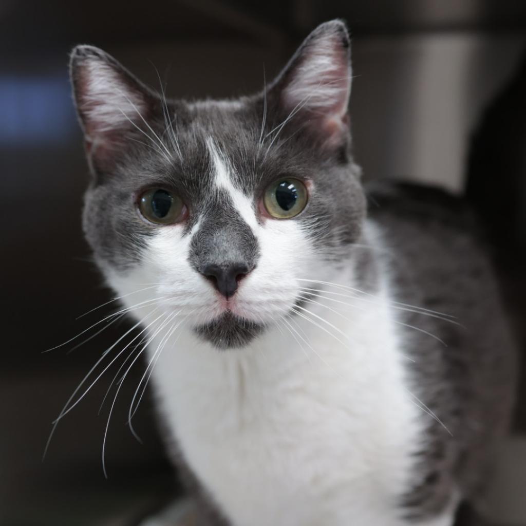 Jimmy, an adoptable Domestic Short Hair in Santa Barbara, CA, 93111 | Photo Image 1