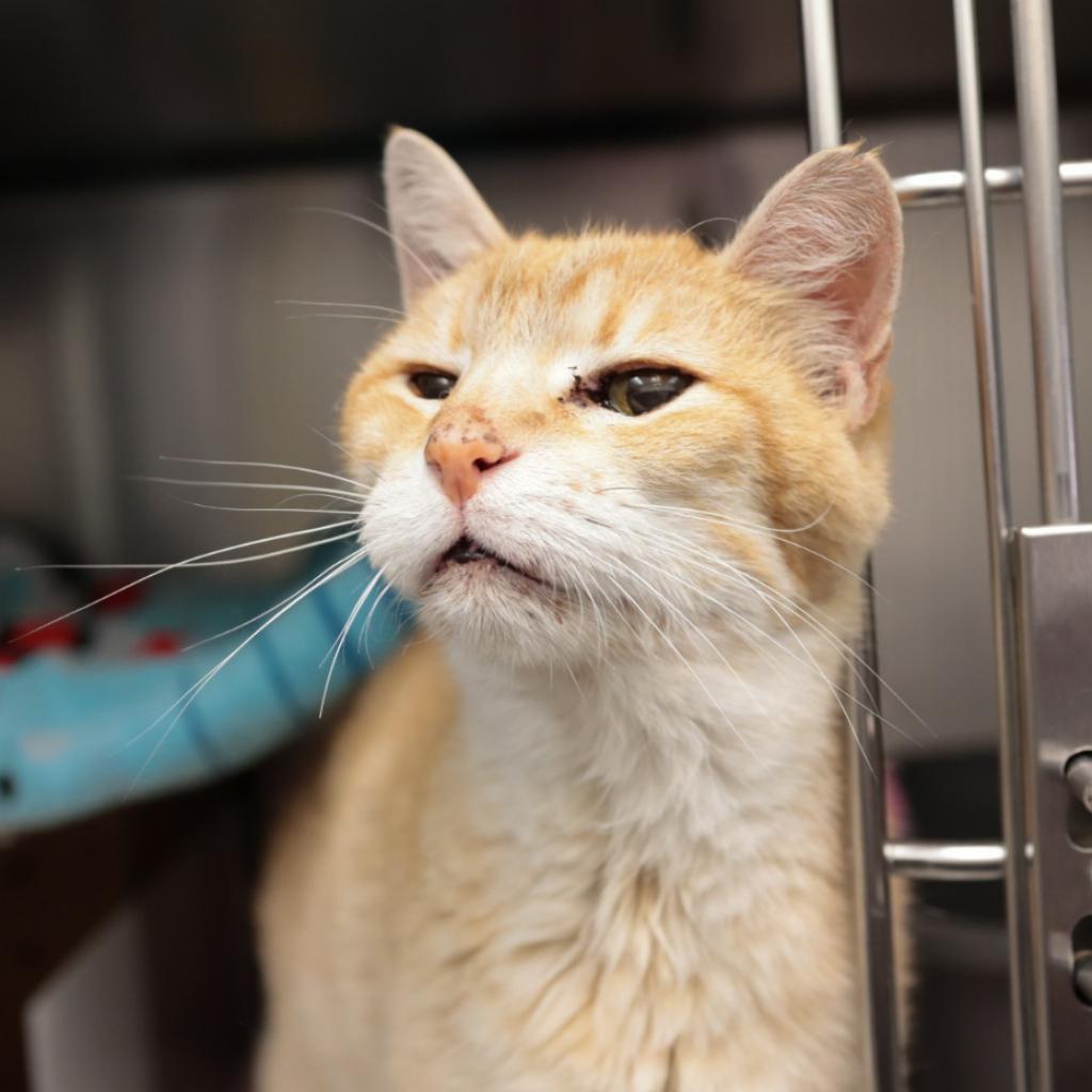 Jinxy, an adoptable Domestic Short Hair in Santa Barbara, CA, 93111 | Photo Image 1