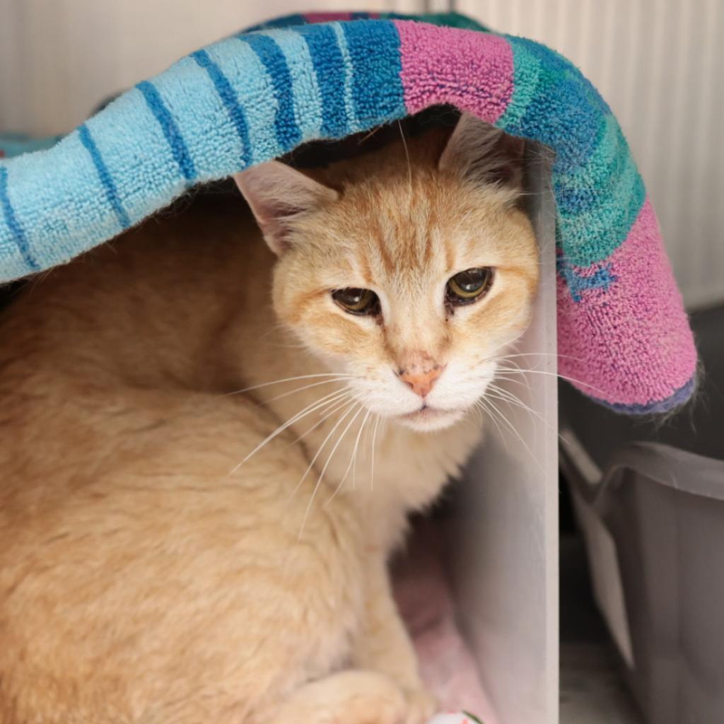 Jinxy, an adoptable Domestic Short Hair in Santa Barbara, CA, 93111 | Photo Image 2