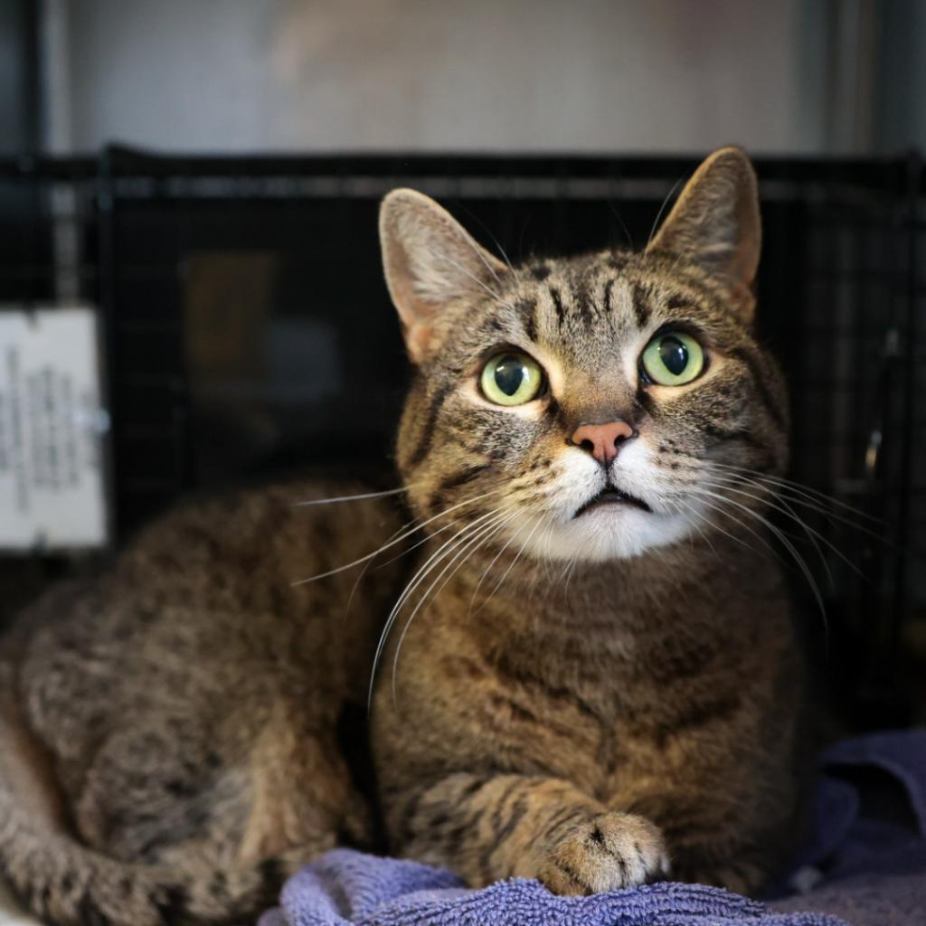 Romeo, an adoptable Domestic Short Hair in Santa Barbara, CA, 93111 | Photo Image 1