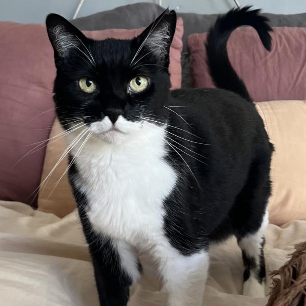 Mimi, an adoptable Domestic Short Hair in Santa Barbara, CA, 93111 | Photo Image 1