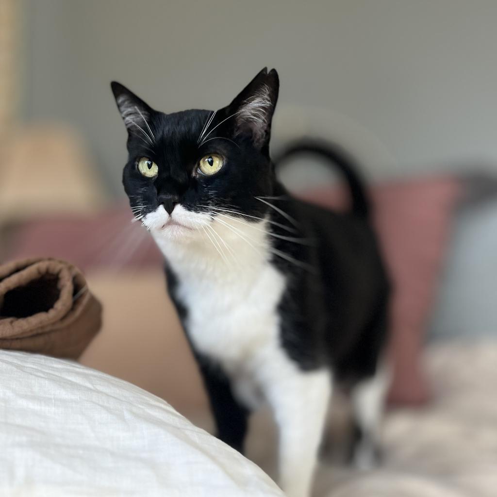 Mimi, an adoptable Domestic Short Hair in Santa Barbara, CA, 93111 | Photo Image 2