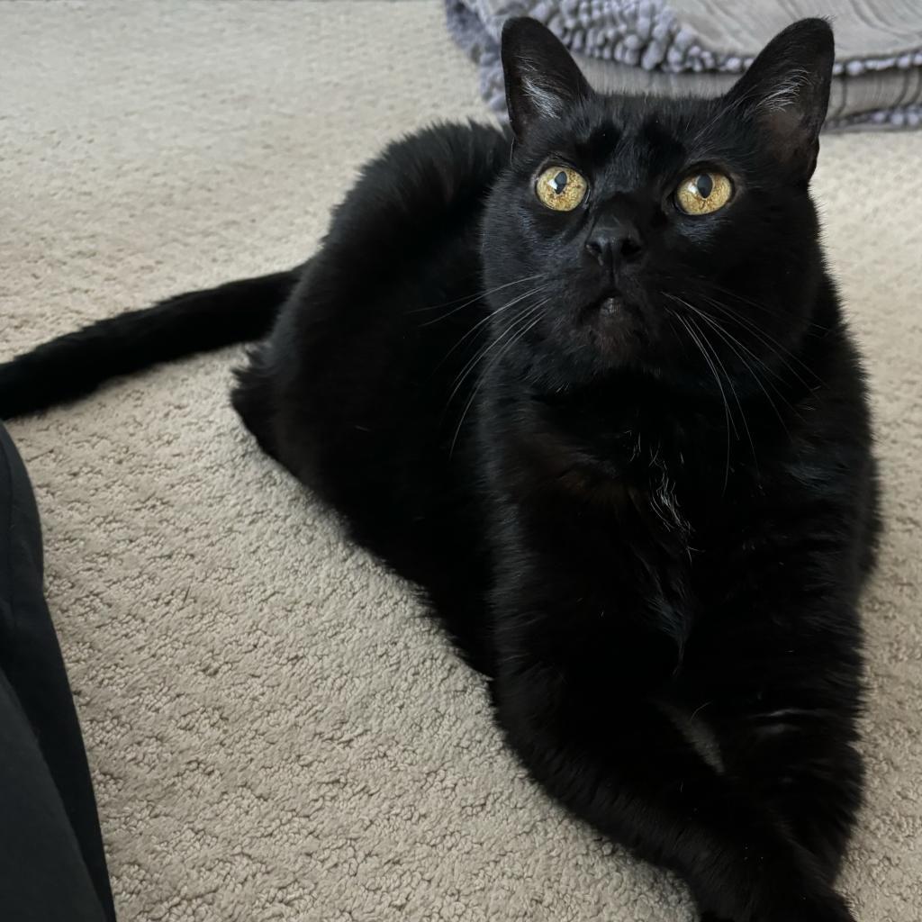 Palomo, an adoptable Domestic Short Hair in Santa Barbara, CA, 93111 | Photo Image 1