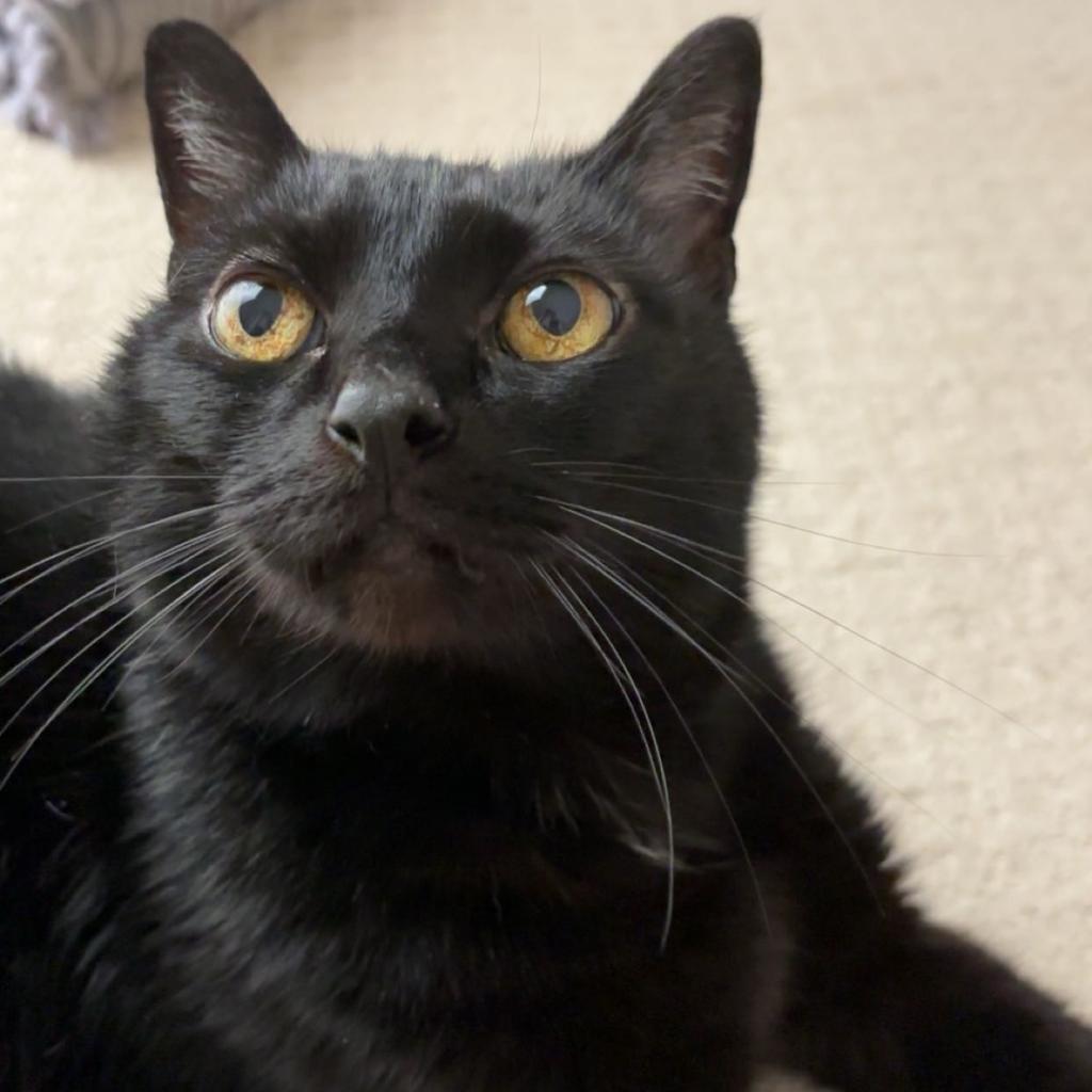 Palomo, an adoptable Domestic Short Hair in Santa Barbara, CA, 93111 | Photo Image 2
