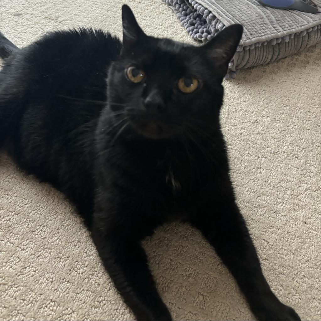 Palomo, an adoptable Domestic Short Hair in Santa Barbara, CA, 93111 | Photo Image 3