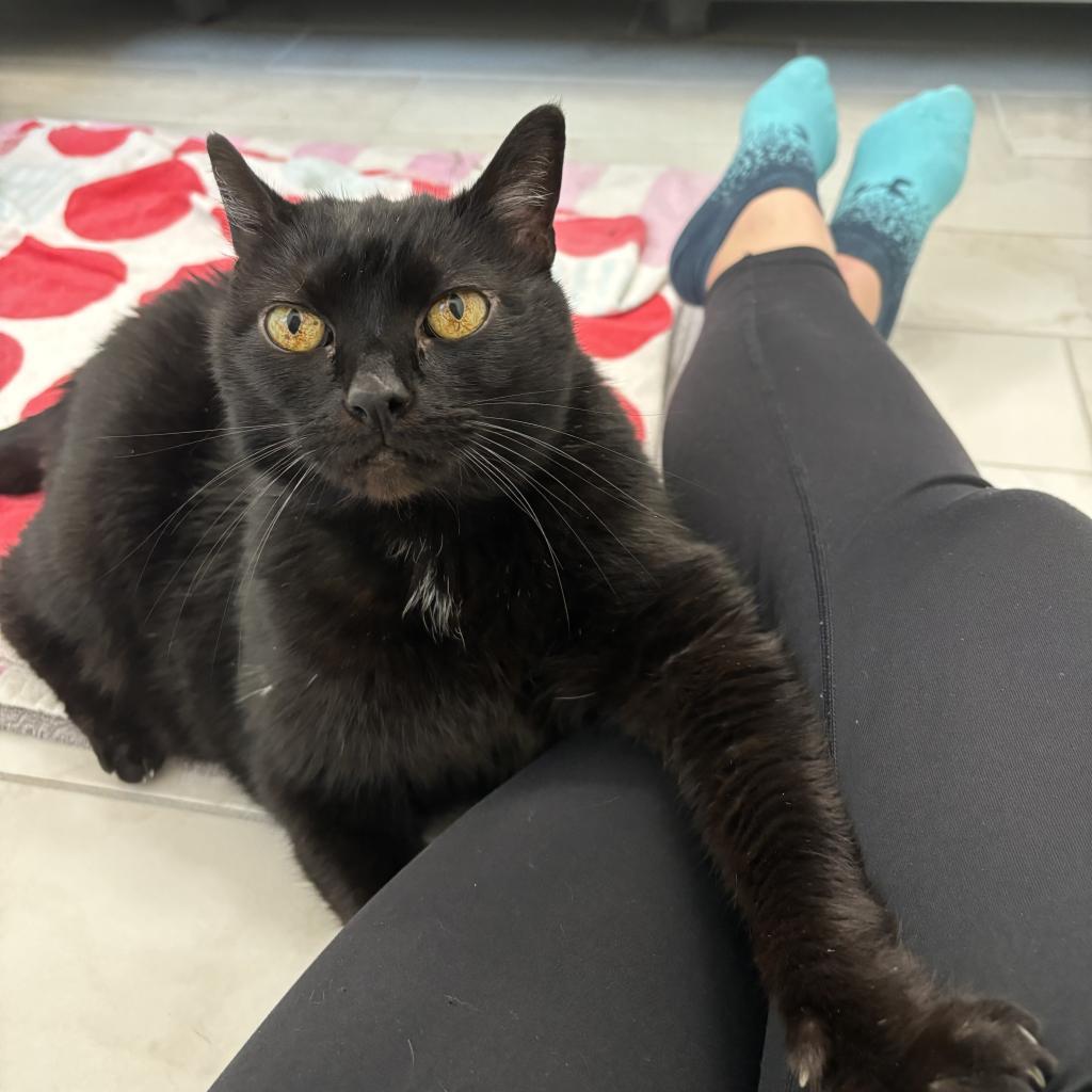 Palomo, an adoptable Domestic Short Hair in Santa Barbara, CA, 93111 | Photo Image 4