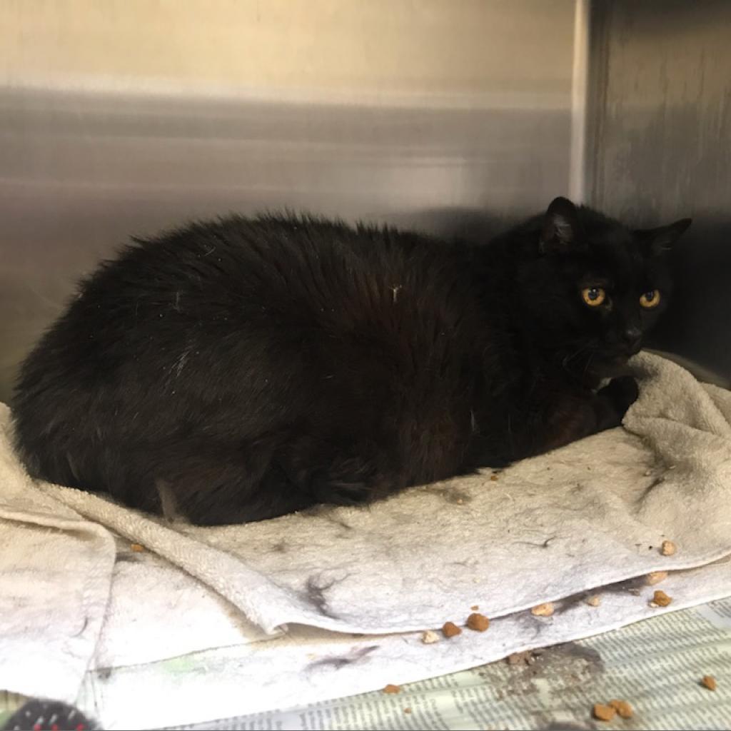 Palomo, an adoptable Domestic Short Hair in Santa Barbara, CA, 93111 | Photo Image 5