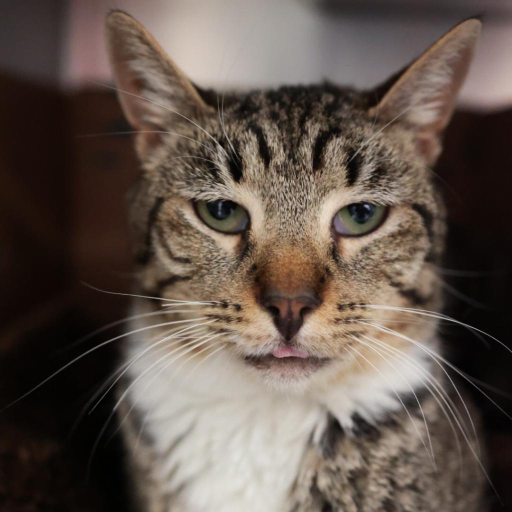 Molly, an adoptable Domestic Short Hair in Santa Barbara, CA, 93111 | Photo Image 1