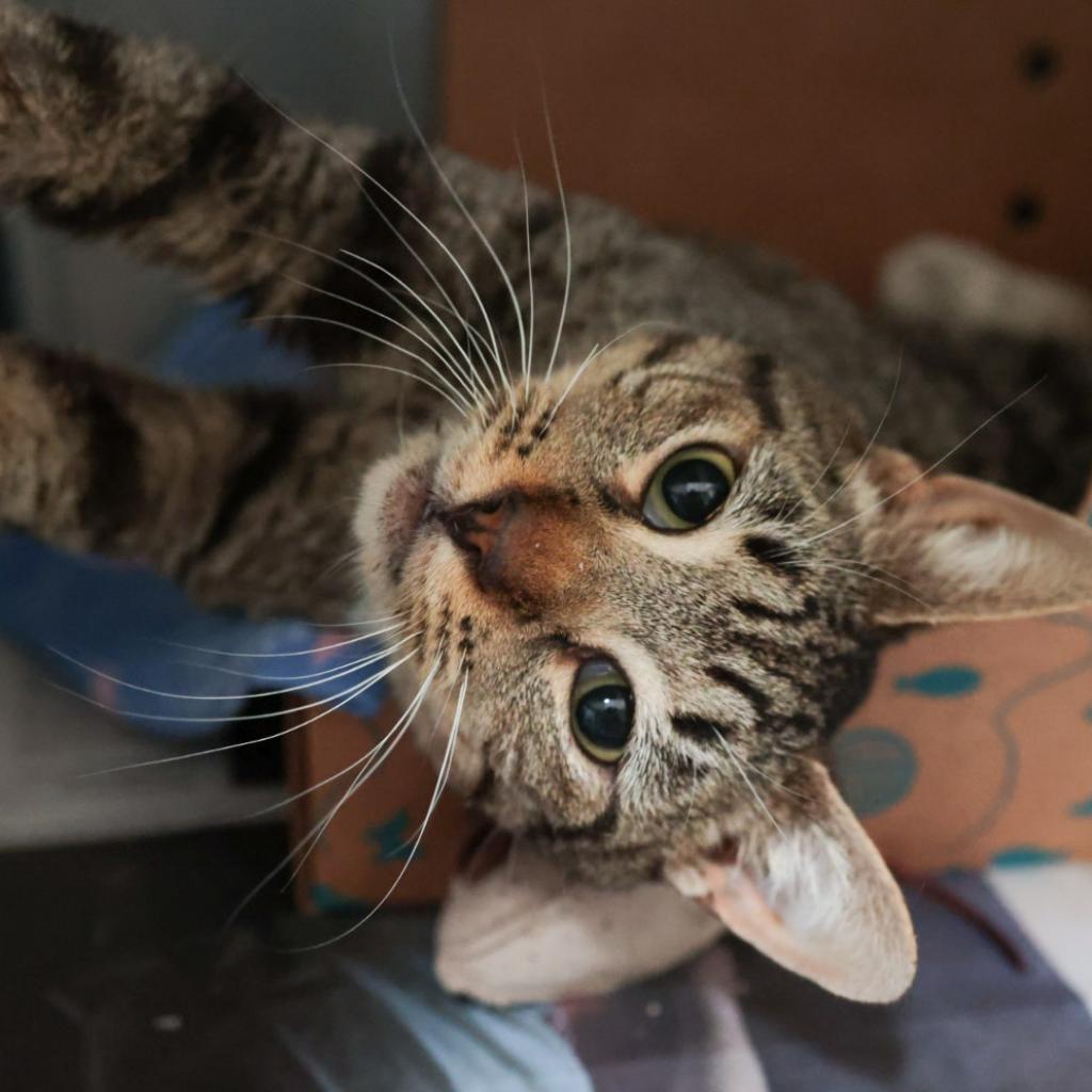 Molly, an adoptable Domestic Short Hair in Santa Barbara, CA, 93111 | Photo Image 2