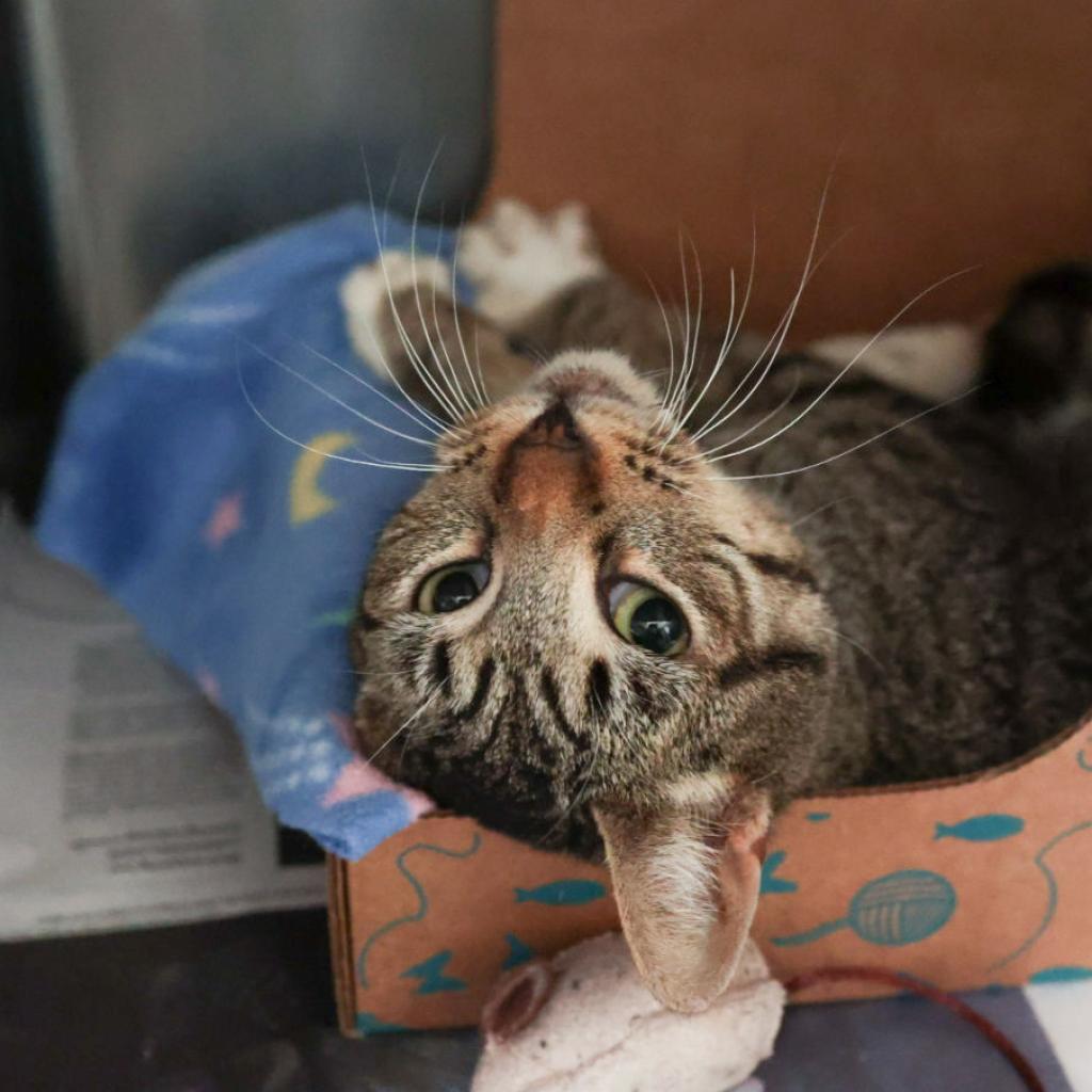Molly, an adoptable Domestic Short Hair in Santa Barbara, CA, 93111 | Photo Image 3