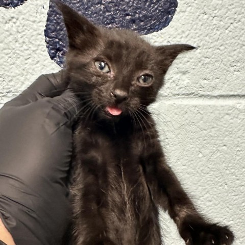 Bubbles, an adoptable Domestic Short Hair in Abilene, TX, 79602 | Photo Image 1