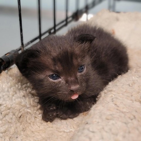 Bubbles, an adoptable Domestic Short Hair in Abilene, TX, 79602 | Photo Image 2