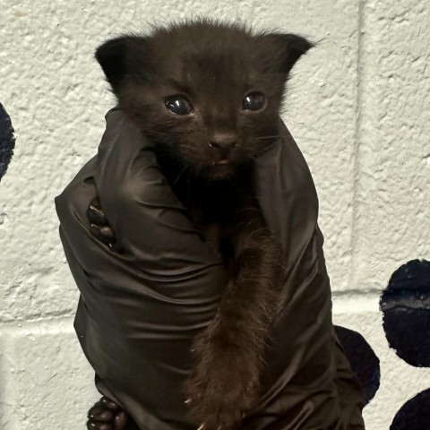 Bubbles, an adoptable Domestic Short Hair in Abilene, TX, 79602 | Photo Image 2