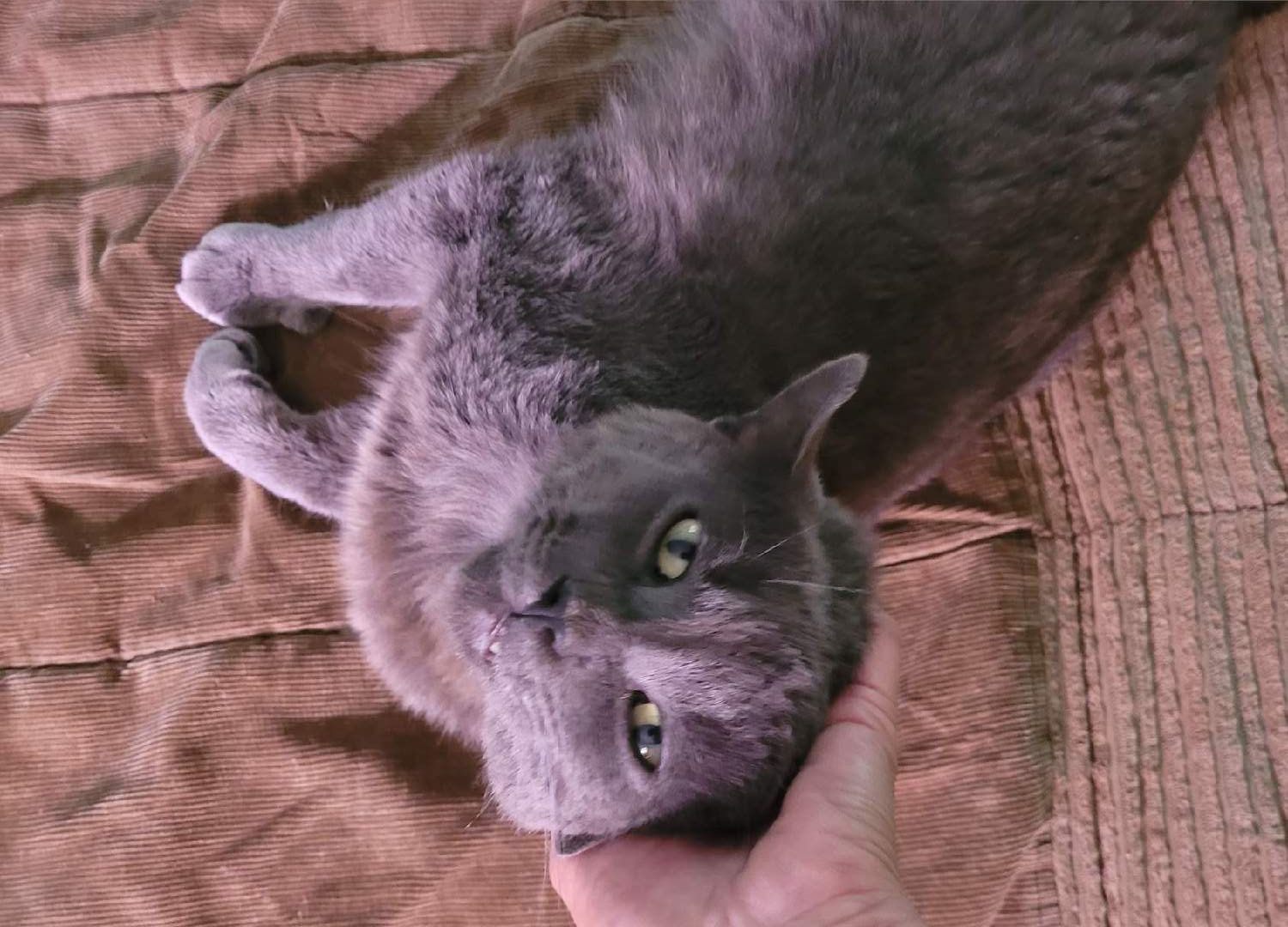 Blue, an adoptable Domestic Short Hair in Traverse City, MI, 49686 | Photo Image 1