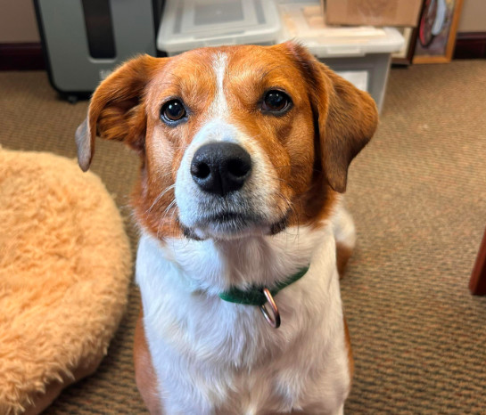 Sammy, an adoptable Collie in Brooklyn Center, MN, 55429 | Photo Image 1
