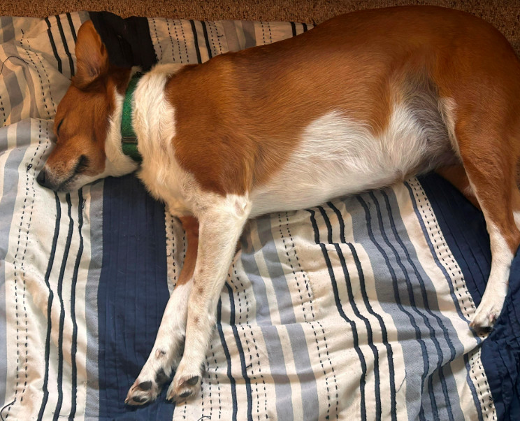 Sammy, an adoptable Collie in Brooklyn Center, MN, 55429 | Photo Image 2