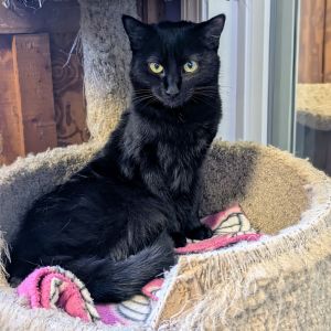 Shelby, Young Female Domestic Short Hair