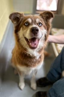 Marley, an adoptable Husky in Libby, MT, 59923 | Photo Image 1