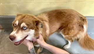 Marley, an adoptable Husky in Libby, MT, 59923 | Photo Image 3