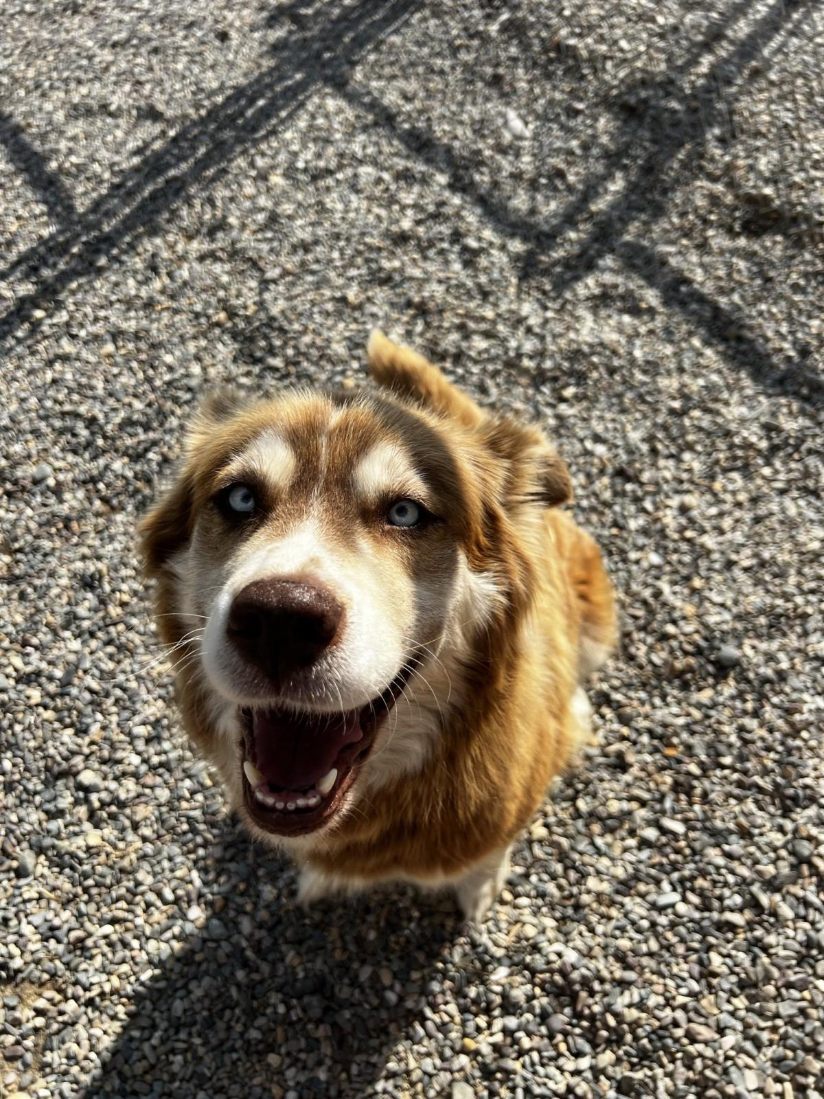 Marley, an adoptable Husky in Libby, MT, 59923 | Photo Image 4