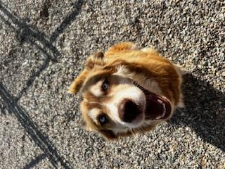 Marley, an adoptable Husky in Libby, MT, 59923 | Photo Image 5