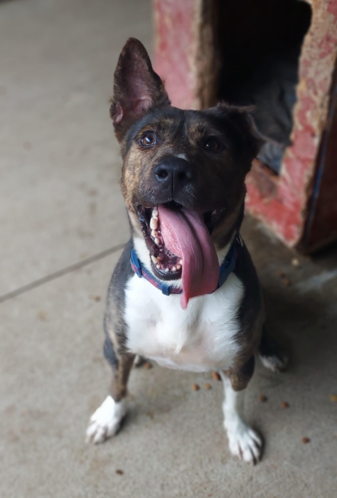 Ranger