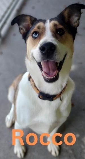 Rocco, Adult Male Husky