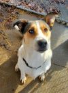 Rocco photo 3