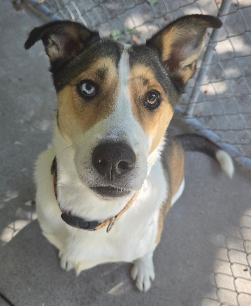 Rocco