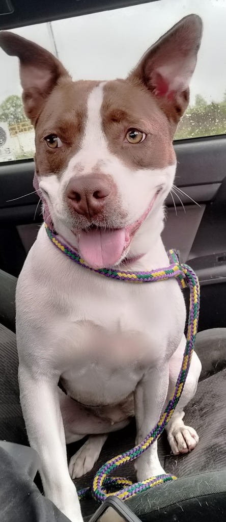 Nala
