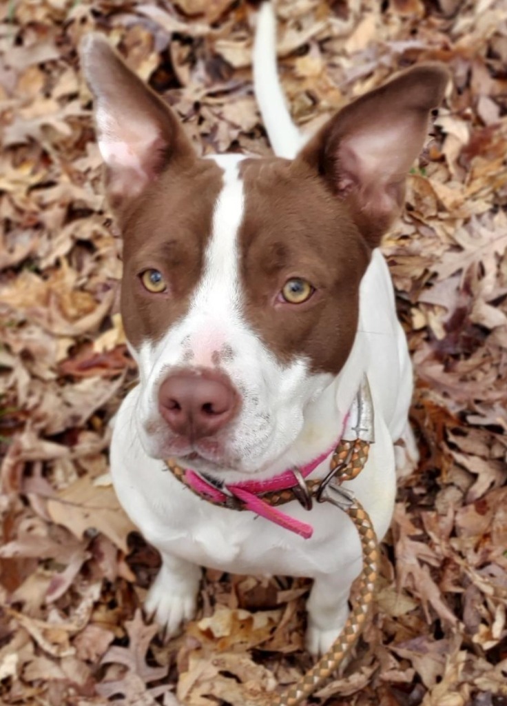 Nala