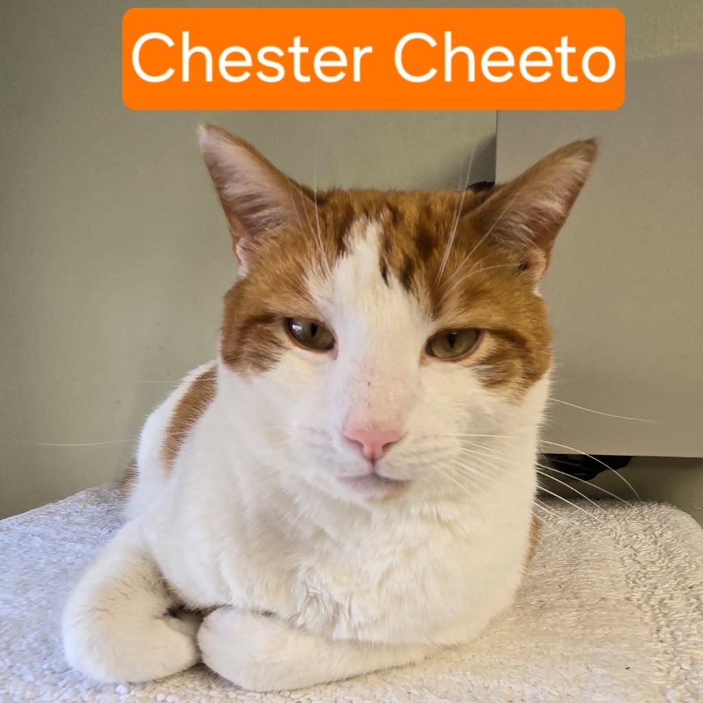 Chester Cheeto