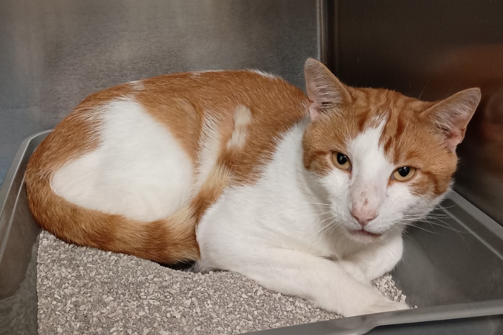 Chester Cheeto