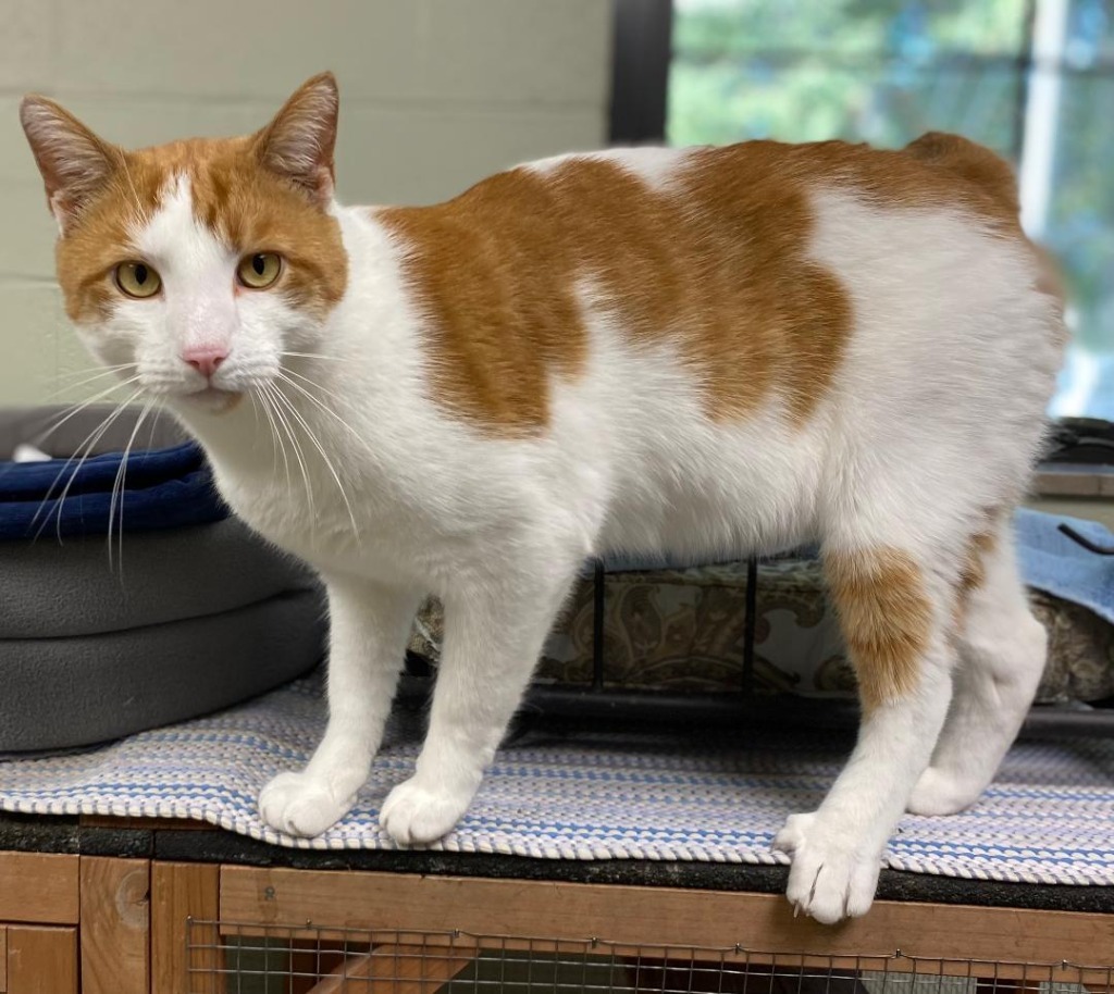 Chester Cheeto