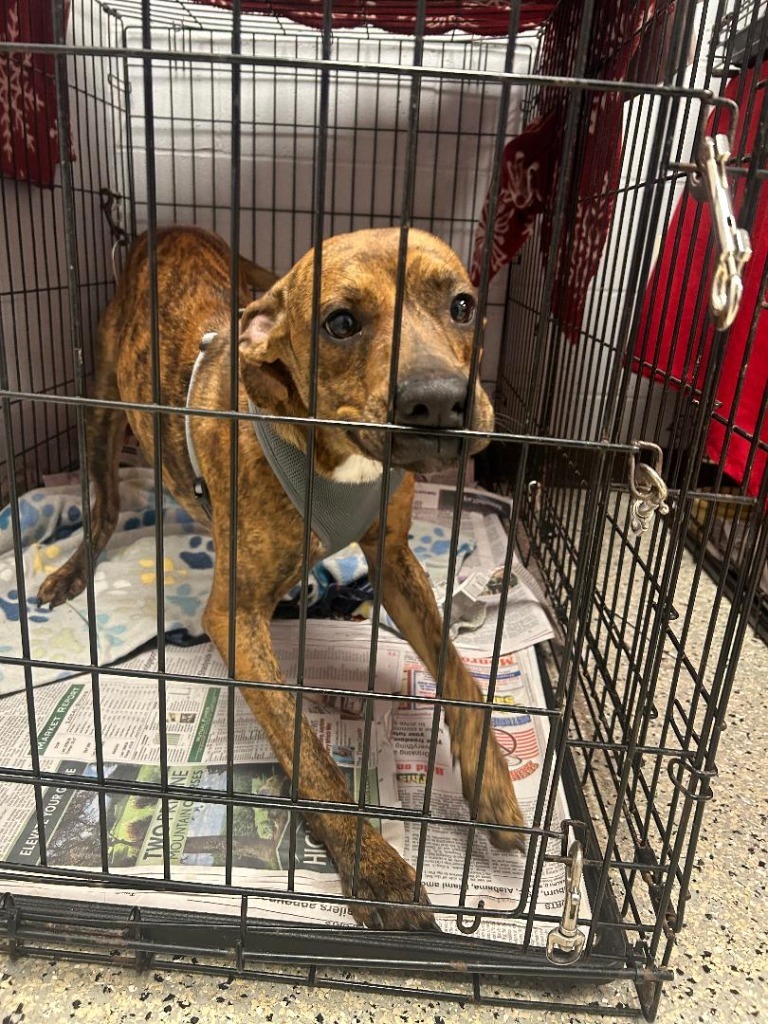 Jase, an adoptable Basenji, Mixed Breed in Saint Clairsville, OH, 43950 | Photo Image 2