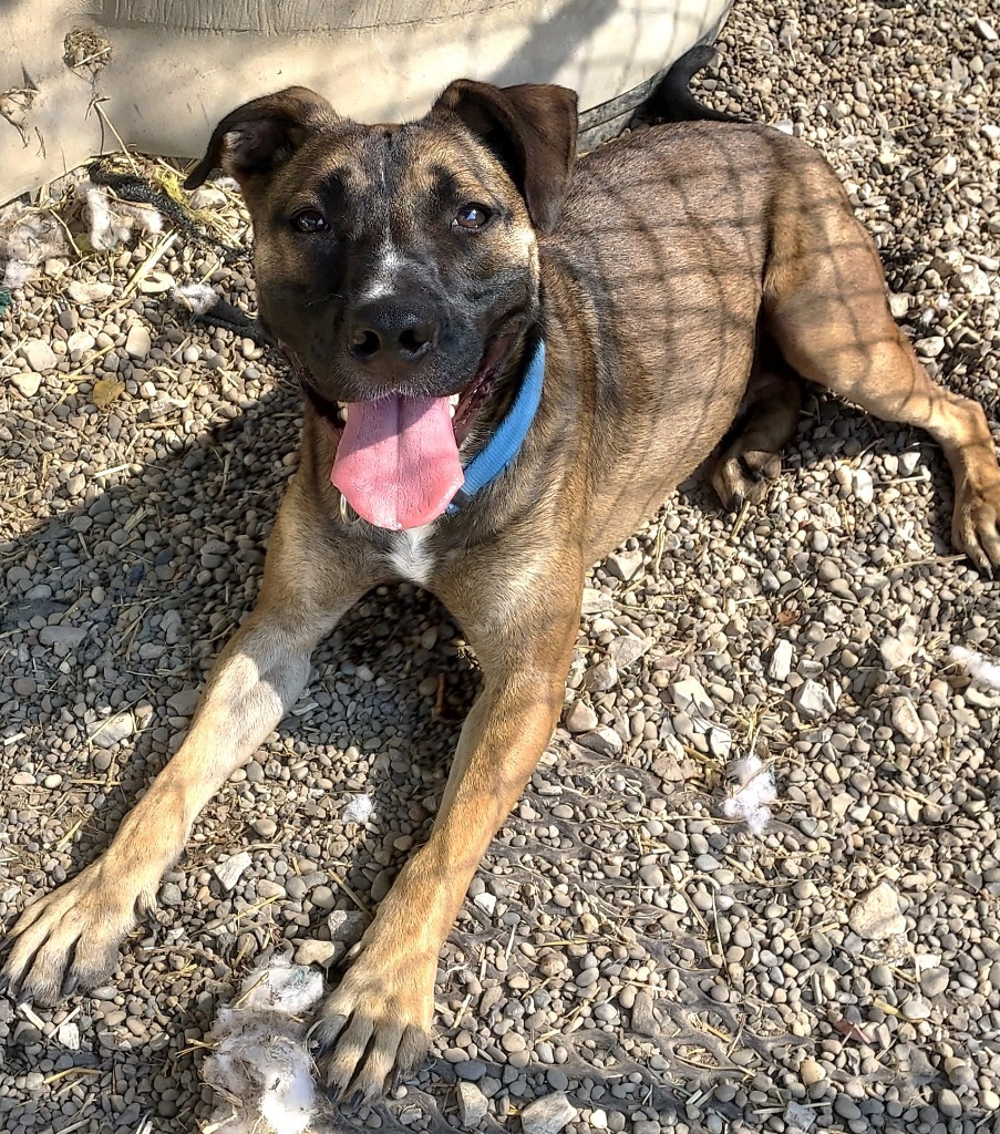 Halpert AKA "Kato