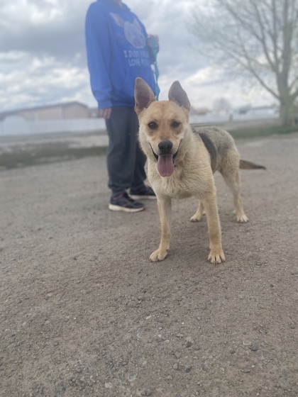 Sage, an adoptable Shepherd, Mixed Breed in Riverton, WY, 82501 | Photo Image 1