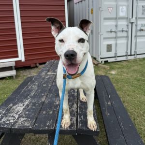 Jersey, Adult Male Pit Bull Terrier