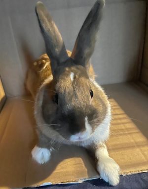 Cookie American Rabbit