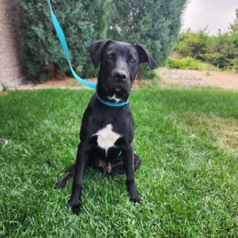 Wolverine, an adoptable Black Labrador Retriever, Mixed Breed in Great Falls, MT, 59404 | Photo Image 1