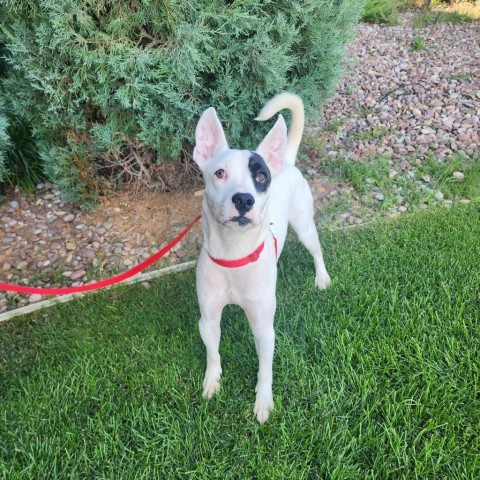 Chance, an adoptable Mixed Breed in Great Falls, MT, 59404 | Photo Image 1