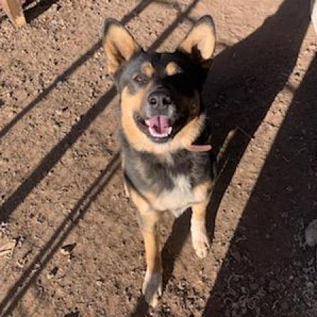 Gunner - Likes other dogs! Sweet, smart, and Playful Guy! Adopt for $25!, an adoptable Australian Cattle Dog / Blue Heeler in Flagstaff, AZ, 86004 | Photo Image 1