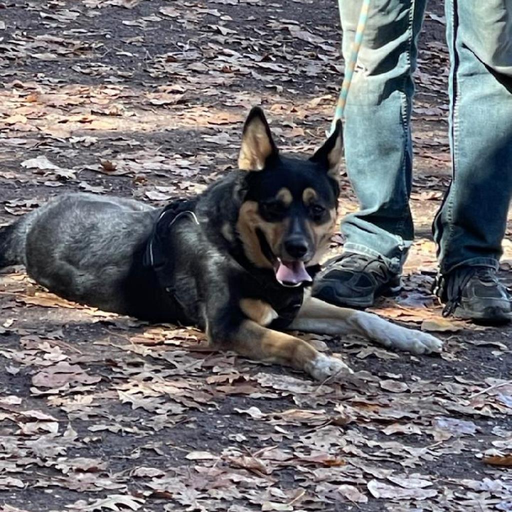 Gunner - Likes other dogs! Sweet, smart, and Playful Guy! Adopt for $25!, an adoptable Australian Cattle Dog / Blue Heeler in Flagstaff, AZ, 86004 | Photo Image 2