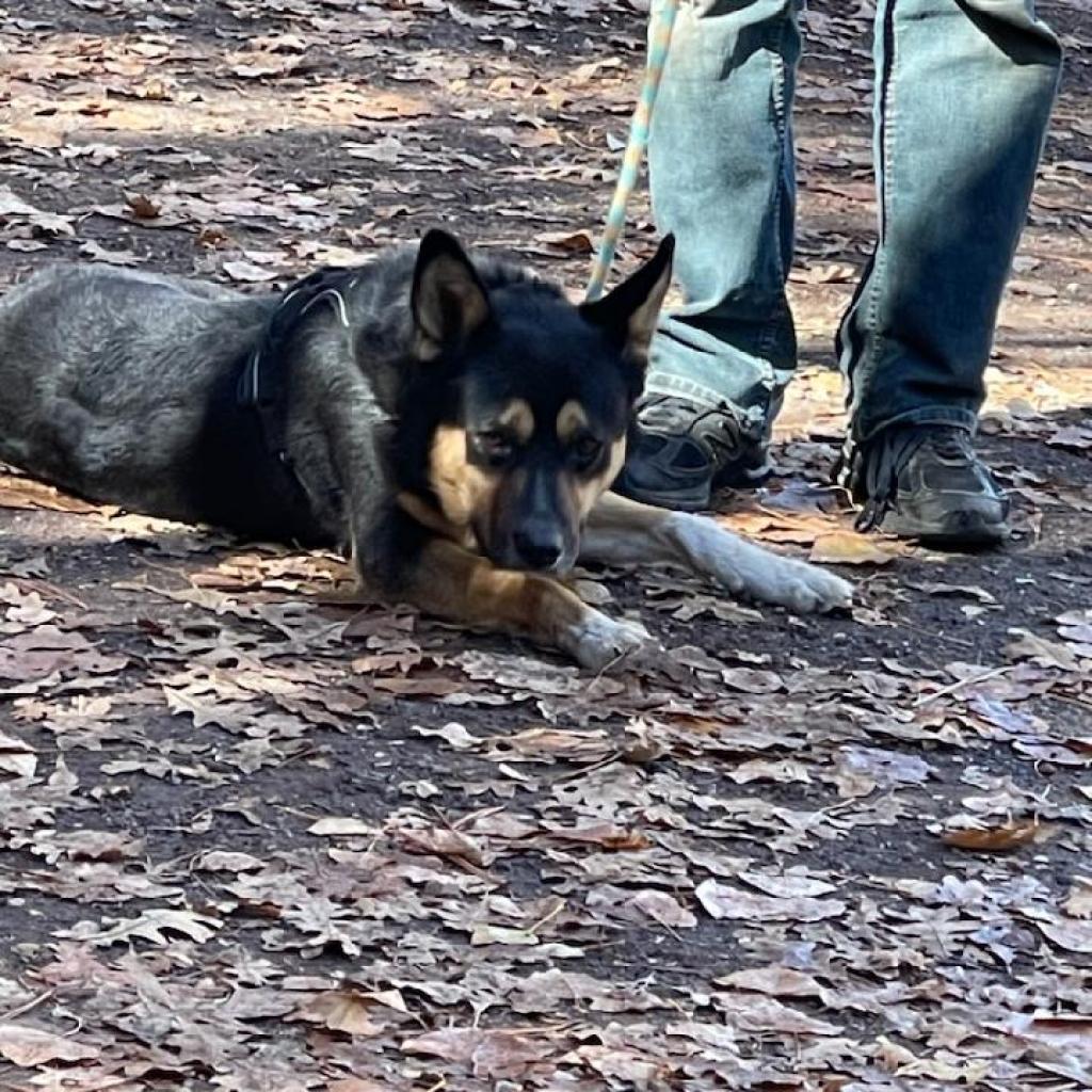 Gunner - Likes other dogs! Sweet, smart, and Playful Guy! Adopt for $25!, an adoptable Australian Cattle Dog / Blue Heeler in Flagstaff, AZ, 86004 | Photo Image 3