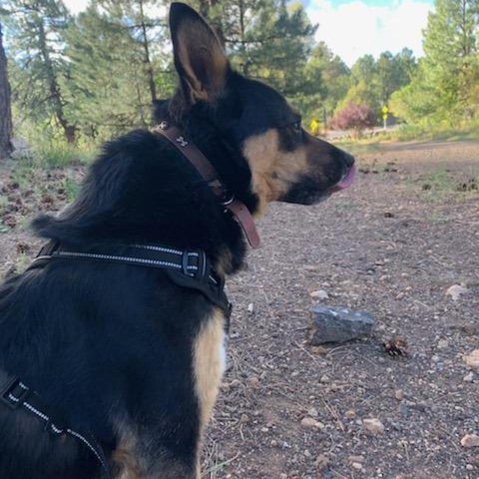 Gunner - Likes other dogs! Sweet, smart, and Playful Guy! Adopt for $25!, an adoptable Australian Cattle Dog / Blue Heeler in Flagstaff, AZ, 86004 | Photo Image 4