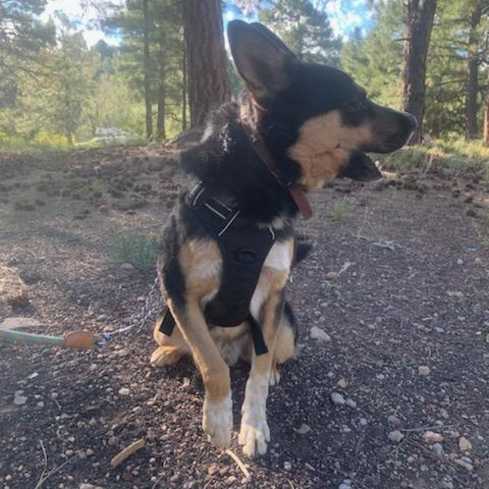 Gunner - Likes other dogs! Sweet, smart, and Playful Guy! Adopt for $25!, an adoptable Australian Cattle Dog / Blue Heeler in Flagstaff, AZ, 86004 | Photo Image 5